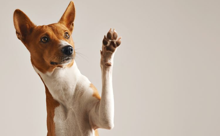  TJSC aumenta indenização por erro veterinário para tutora de cão