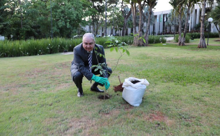  Presidente do TJ-MS lidera iniciativa de plantação de Ipê-amarelo e distribuição de mudas para celebrar o Dia da Árvore