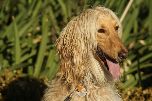 Justiça manda família devolver cão de raça rara que fugiu de casa e foi adotado de forma ilegal em SP
