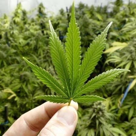  STJ convoca audiência público para analisar autorização de importação e cultivo de cannabis