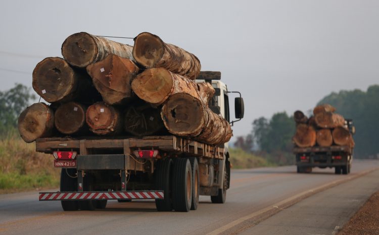  Transação penal ambiental por transporte ilegal de madeira é homologada