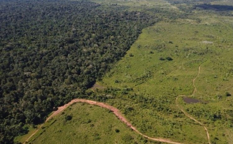  STF suspende demarcação de terra indígena no Paraná
