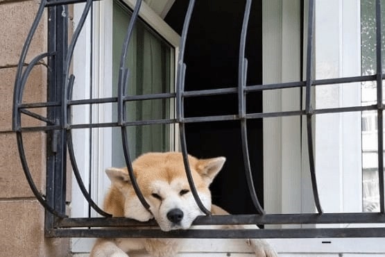  Princípio da insignificância não se aplica em caso de maus-tratos com morte de animal