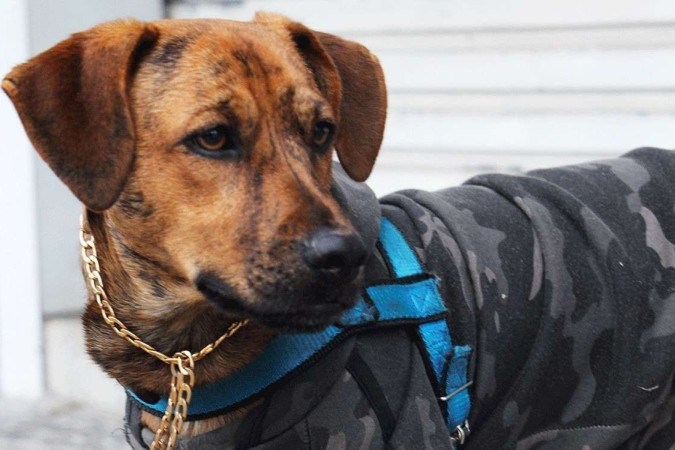  Justiça reconhece família ‘multiespécie’ e devolve cão a tutor em situação de rua