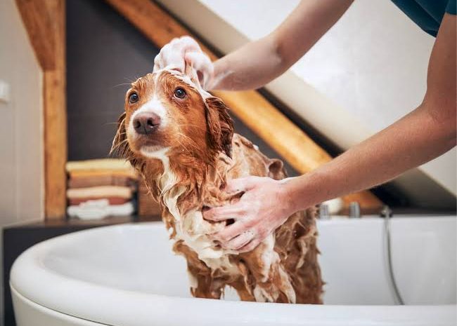  Tutora de cão será indenizada após animal sofrer hipertermia causada por banho inadequado em pet shop