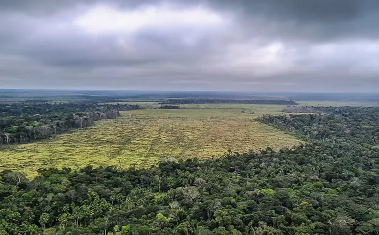  STF prorroga prazo para governo federal apresentar plano de ação para combate ao desmatamento na Amazônia