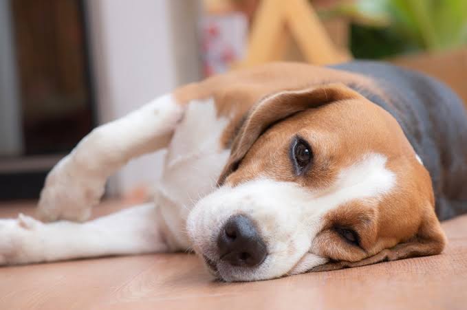  Juiz reconhece direito a pensão alimentícia para animal de estimação com doença grave