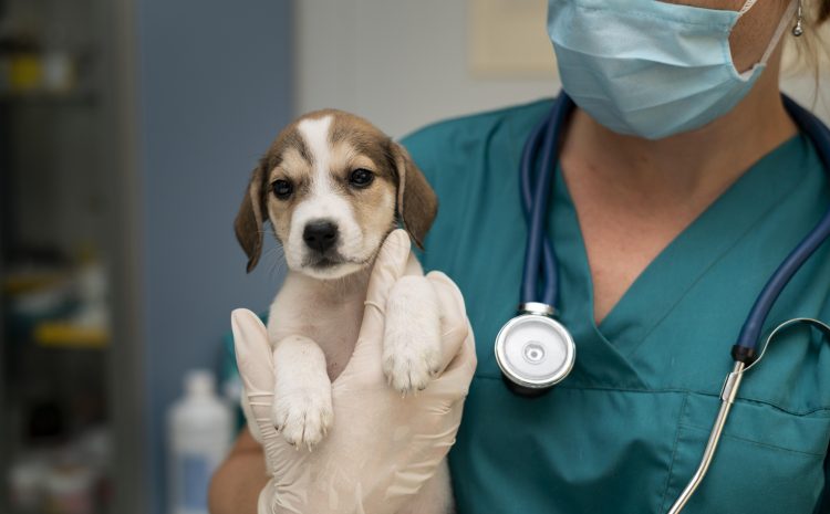  STF suspende lei que obriga castração compulsória de cães e gatos em SP