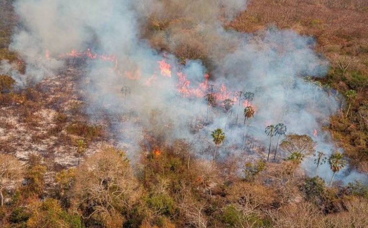  Advogado é multado em R$ 50 milhões por incêndio recorde no pantanal