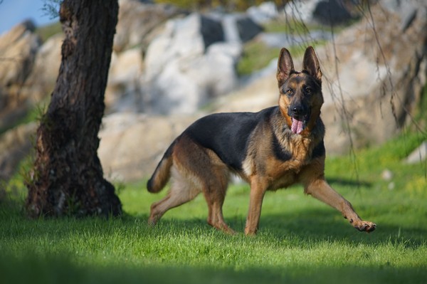  Casal vai ter que indenizar vizinha por pegar cachorro e se negar a devolver