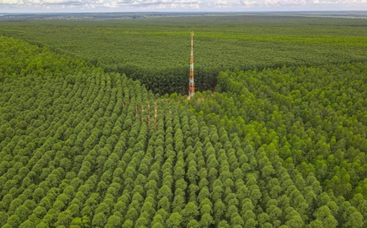  STF marca conciliação em disputa corporativa sobre controle da Eldorado Brasil Celulose