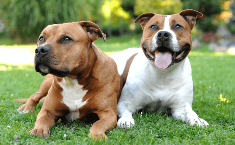  Tutor é condenado a R$ 30 mil por maus-tratos a cães da raça Staffordshire Terrier