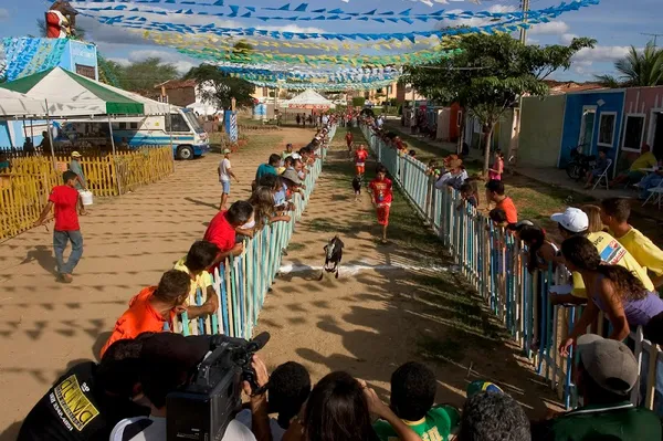  Juíza proíbe festa tradicional que usava bodes como atração