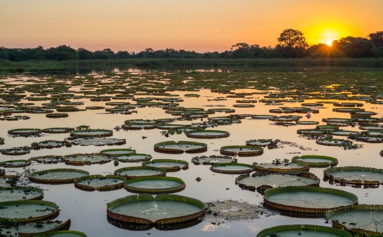  AGU aciona Justiça para cobrar R$ 725 milhões de infratores por destruição no Pantanal