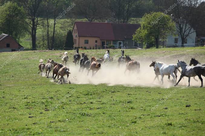  Proprietário que perdeu cavalos após disparo de fogos deve ser indenizado em R$ 50 mil