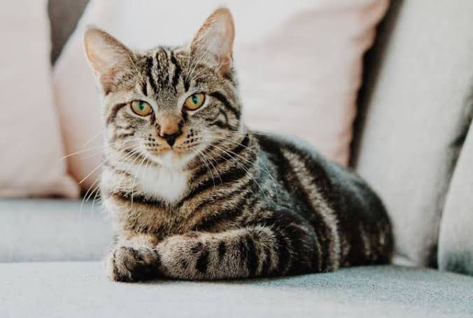  Gata é incluída como coautora em ação judicial sobre maus-tratos em clínica veterinária