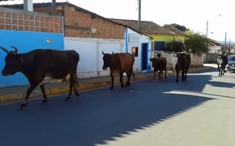  Município é condenado a indenizar moradores por circulação de gado em vias urbanas