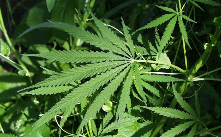  Juiz autoriza argentino a ingressar no Brasil com cannabis para uso medicinal