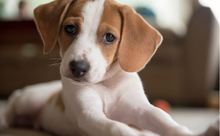  Juíza reconhece cachorro como parte em processo e determina indenização ao animal