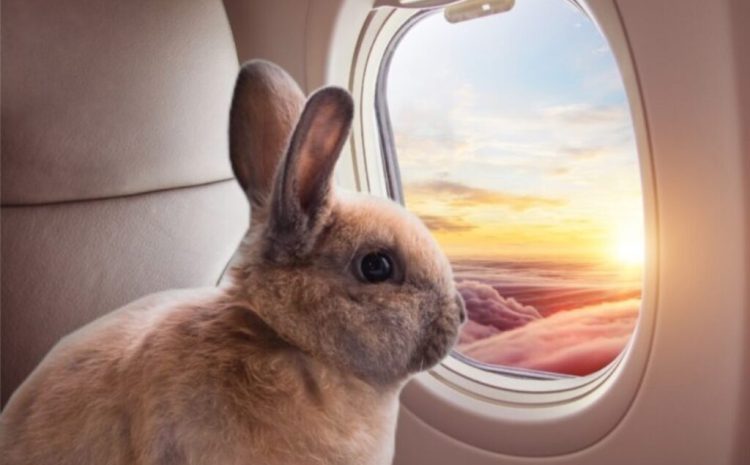  Suporte emocional: TJ-PR autoriza passageira a viajar com coelho em cabine de avião
