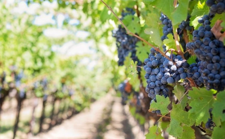  Juiz condena empresa terceirizada ao pagamento de R$ 3 milhões a “escravizados do vinho”