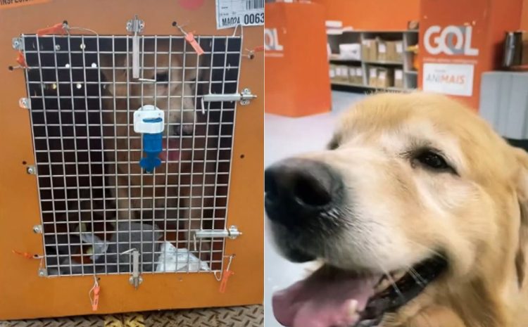  STJ: empresas aéreas podem negar embarque de animais de suporte emocional na cabine de passageiros