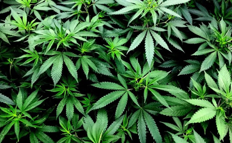  Justiça de MG condena homem por cultivo de 46 pés de maconha