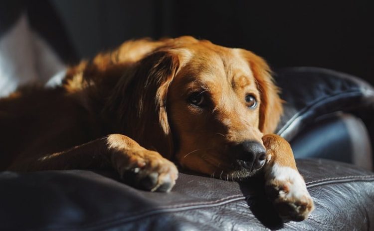  Justiça de SP nega pedido de pensão alimentícia para cachorro após divórcio dos tutores