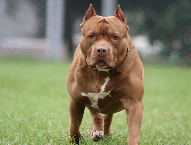  Decreto limita a circulação de pitbulls e raças derivadas em locais públicos