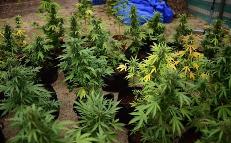 Juiz autoriza paciente a cultivar anualmente 279 pés de cannabis para uso medicinal