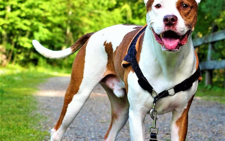  Justiça impede castração forçada de pit bull no Paraná