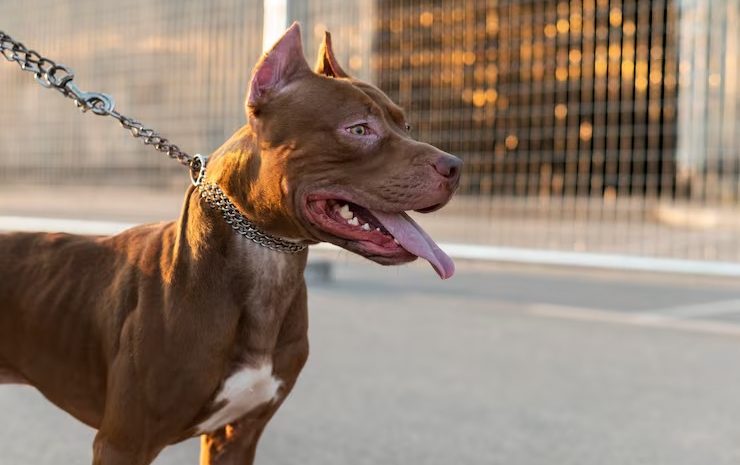  Entidades de defesa dos animais vão ao STF contra normas que proíbem criação e comercialização de pit bulls em Santa Catarina